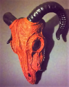 Skinless Goat Head